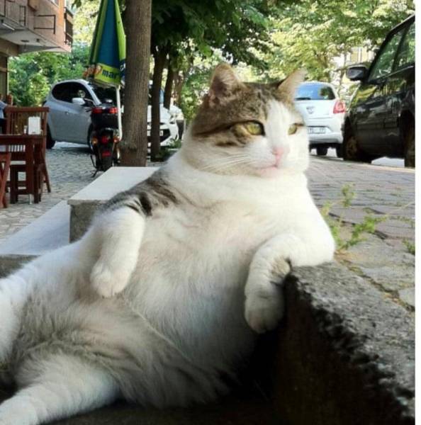 Kedi