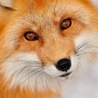 Аватар пользователя Red Fox