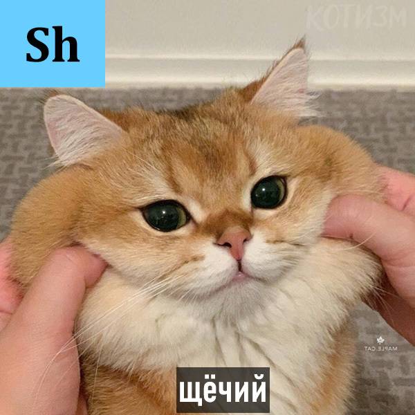 Кошка Щёчий