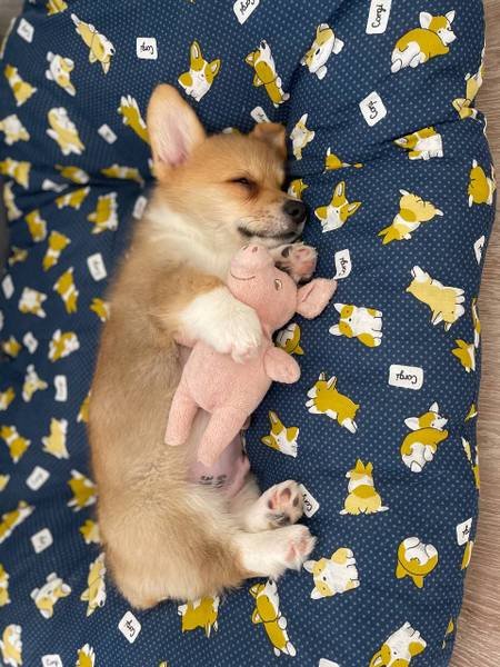 матерь коржья