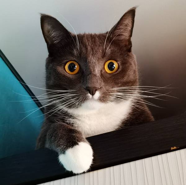 Аватар автора