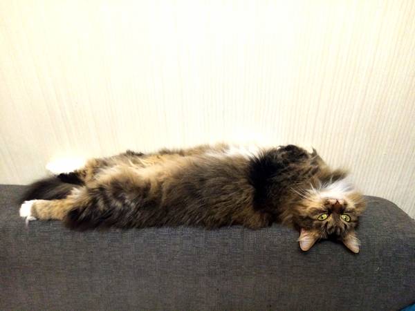 Аватар автора