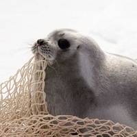 Phoca Delira