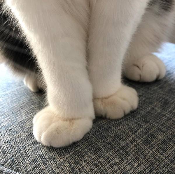 Мякотка
