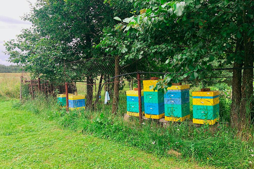 Моя пасека находится на участке в 100&nbsp;км от Москвы. Улья стоят на той стороне участка, где нет соседей, так&nbsp;что мои пчелы никому не мешают. Сейчас у меня пять пчелиных семей, я планирую создать шестую