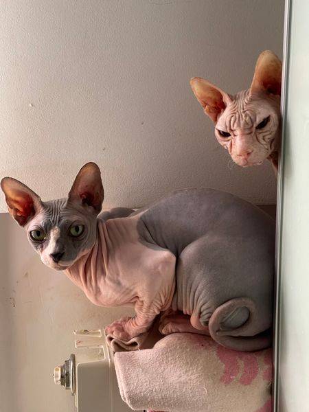Котюля