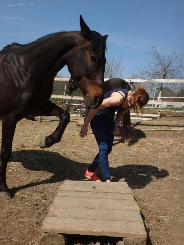 Работаю с лошадью в руках и прошу ее поставить ногу на возвышение