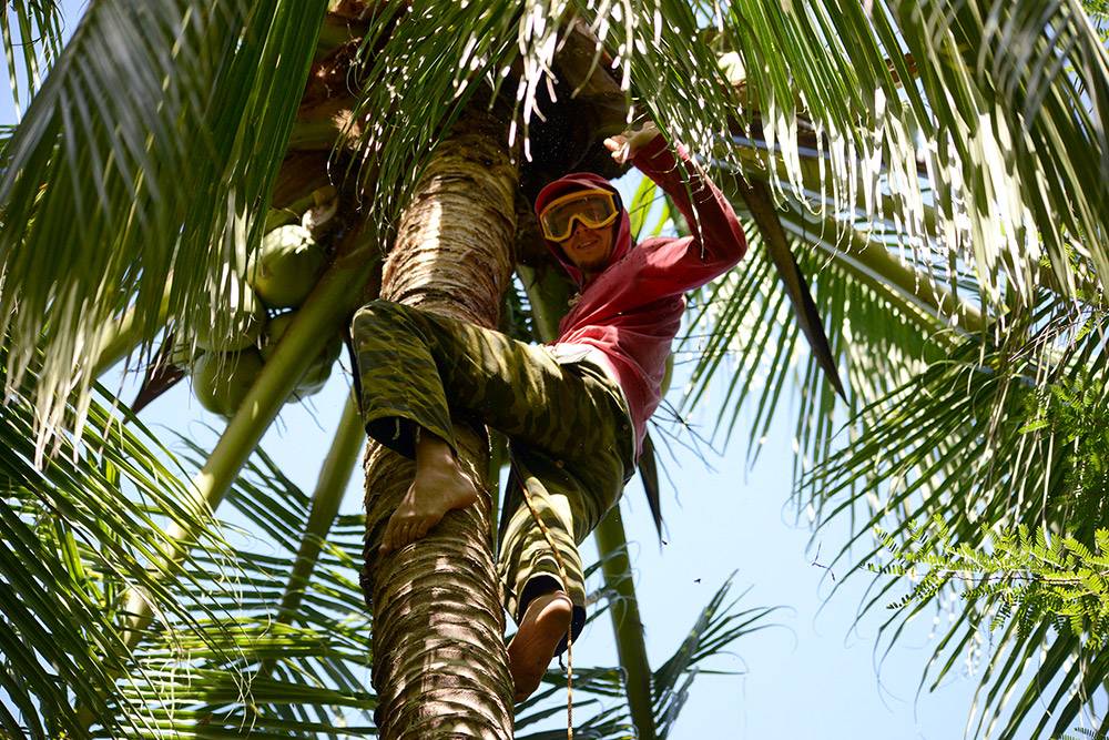 Сборщик кокосов лезет на пальму