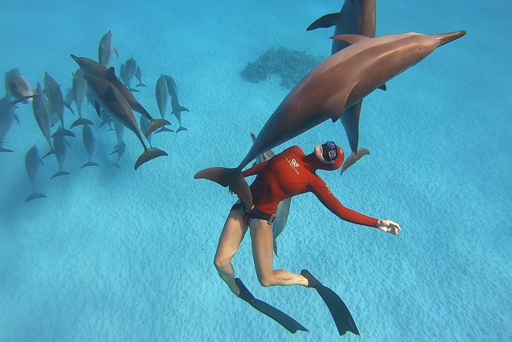 Обучение фридайвингу с дельфинами в Красном море. После курса выдаем сертификат по стандартам Федерации фридайвинга России
