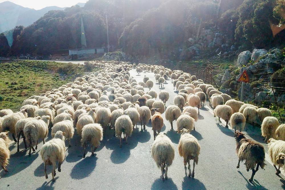Иногда на дорогу выходят козы кри-кри или целые отары овец