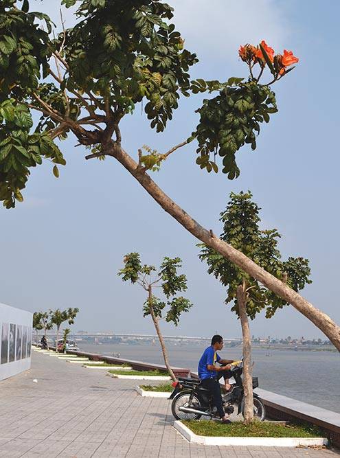 Современная набережная на реке Меконг в Пномпене, где цветут удивительные тропические растения