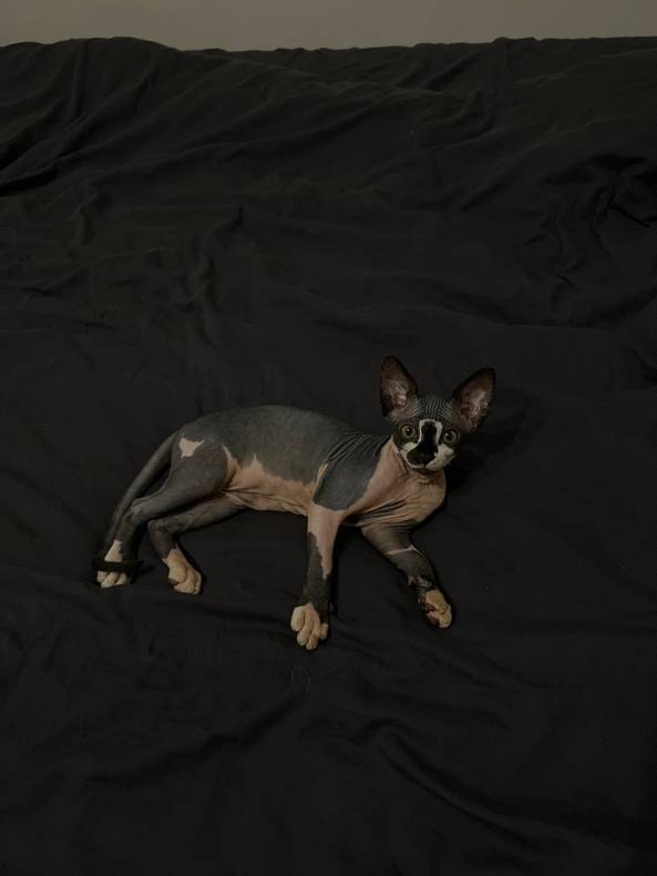 Можно ли заразиться глистами от кошки или собаки: стоит ли принимать ...