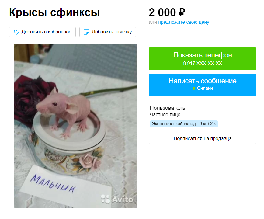 Сфинксы обычно дороже стандартных крыс. Но мальчику на фото чуть больше месяца, он еще не окреп. Я&nbsp;бы посоветовала взять питомца постарше, хотя&nbsp;бы трехмесячного. Источник: avito.ru