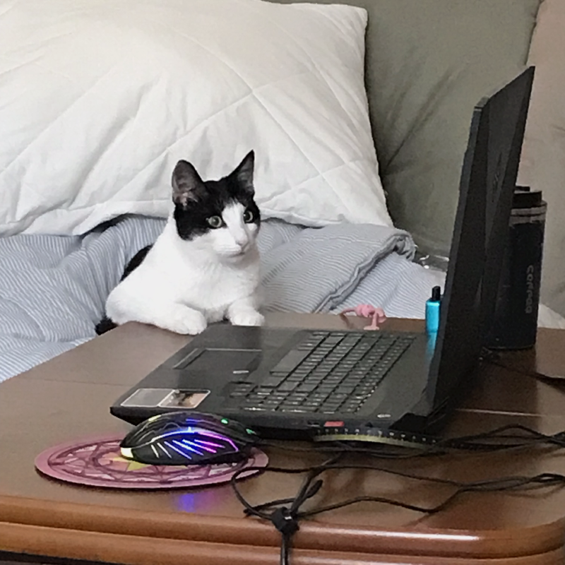 Иногда кот смотрит за происходящим на экране и пытается нажимать на клавиши
