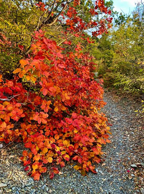Осенью в заповеднике буйство красок. Но фото — скумпия, этот кустарник распространен в наших краях