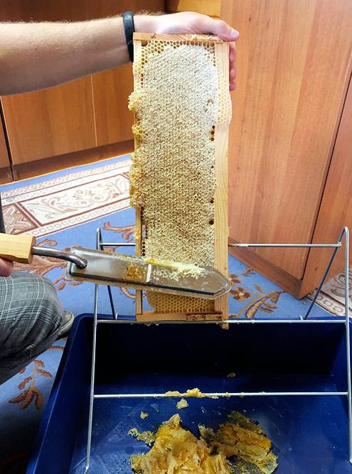 Пчеловодство для начинающих: сколько стоят пчелы и инвентарь для пасеки, где все купить
