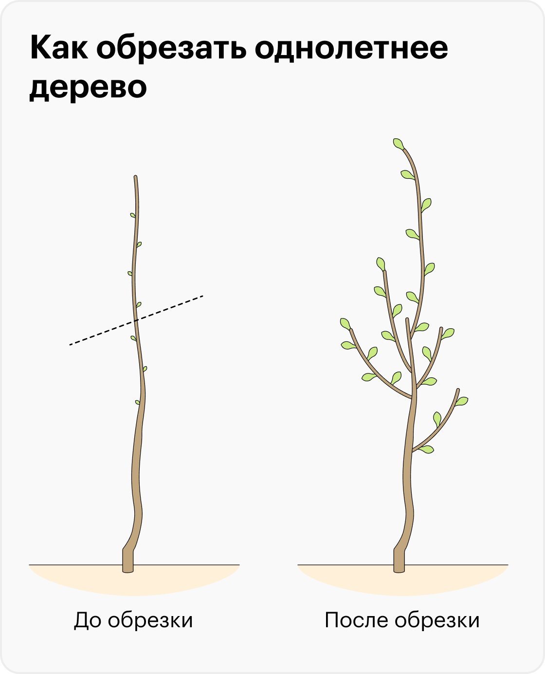 Пример, когда однолетнее дерево надо обрезать (слева). На рисунке справа показано, как оно может расти после обрезки