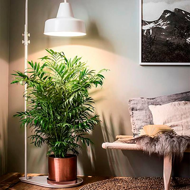 Тот случай, когда для растений можно использовать уже имеющийся свет в интерьере. Яркая лампа висит близко к пальме, чтобы восполнить дефицит солнечного света. Но в метре от нее можно спокойно читать книгу. Источник: marta begonia / Pinterest