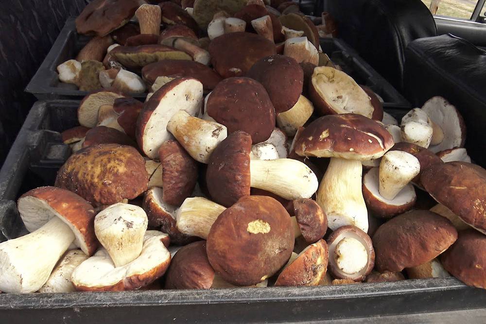 На фото боровики. С этих грибов начались мои дальние путешествия