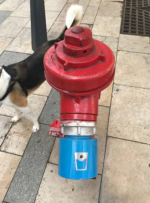 Как только в Будапеште становится жарко, на пожарные гидранты надевают специальные насадки, из которых можно пить воду