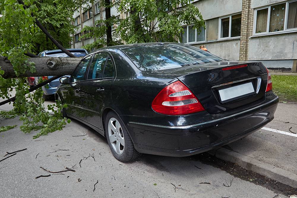 Дерево упало на машину возле дома — эту территорию может обслуживать УК. Фото: Juris Teivans&nbsp;/ Shutterstock