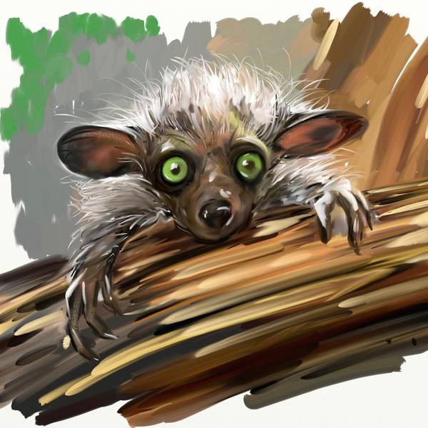 aye-aye