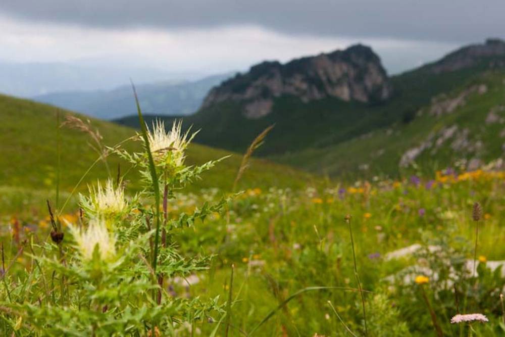 Альпийские луга цветут в июле, и это неописуемая красота