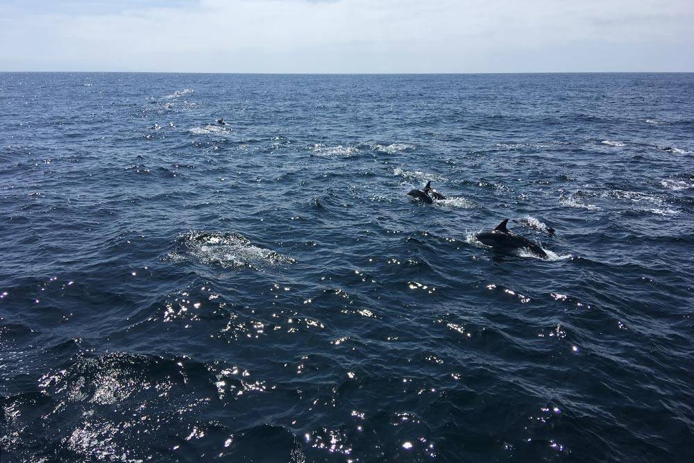 А вот и сами дельфины