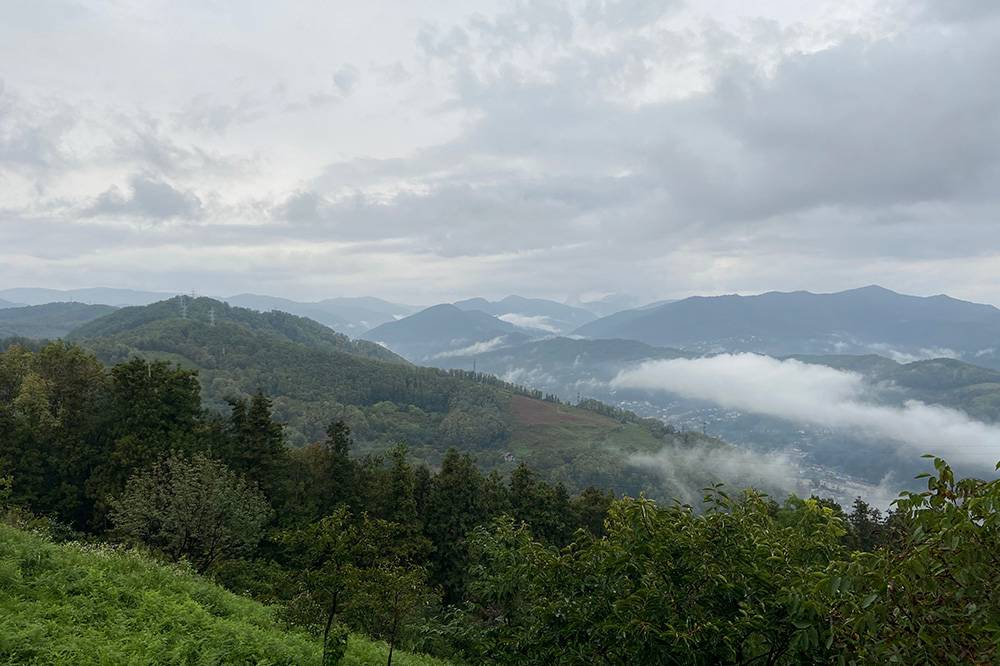 Чайные плантации в горах вокруг Уч-Дере
