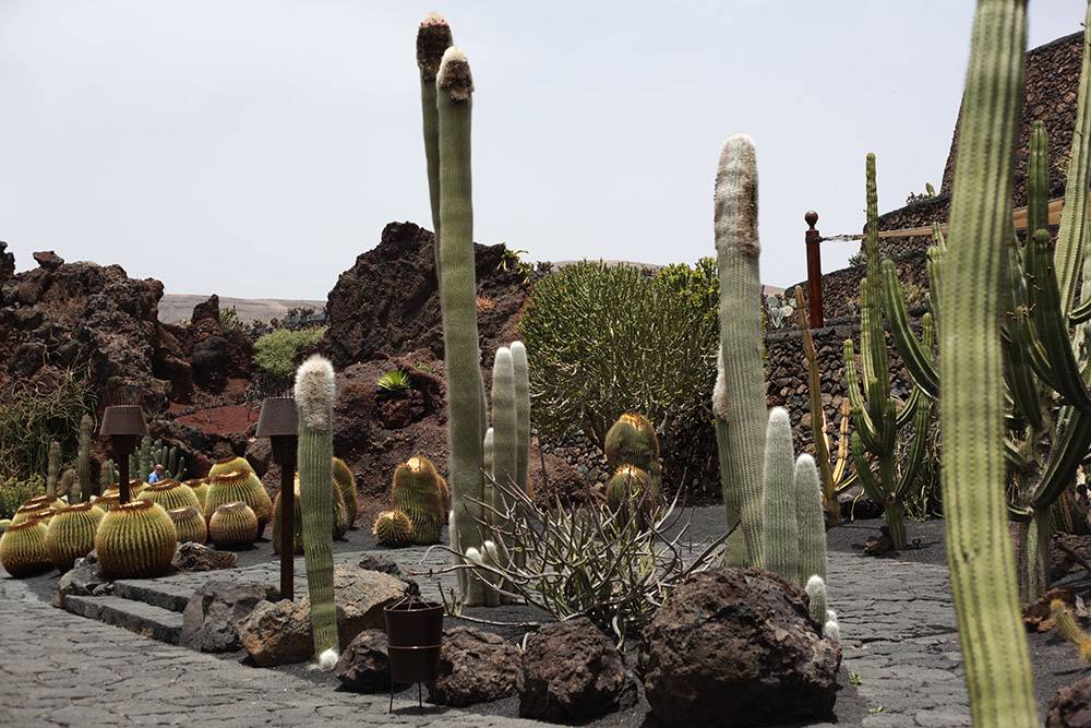 На Лансароте растут кактусы втрое выше человеческого роста. Круглые растения — размером с бочку