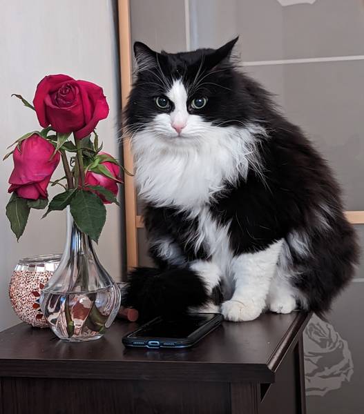 Игорь Игоревич