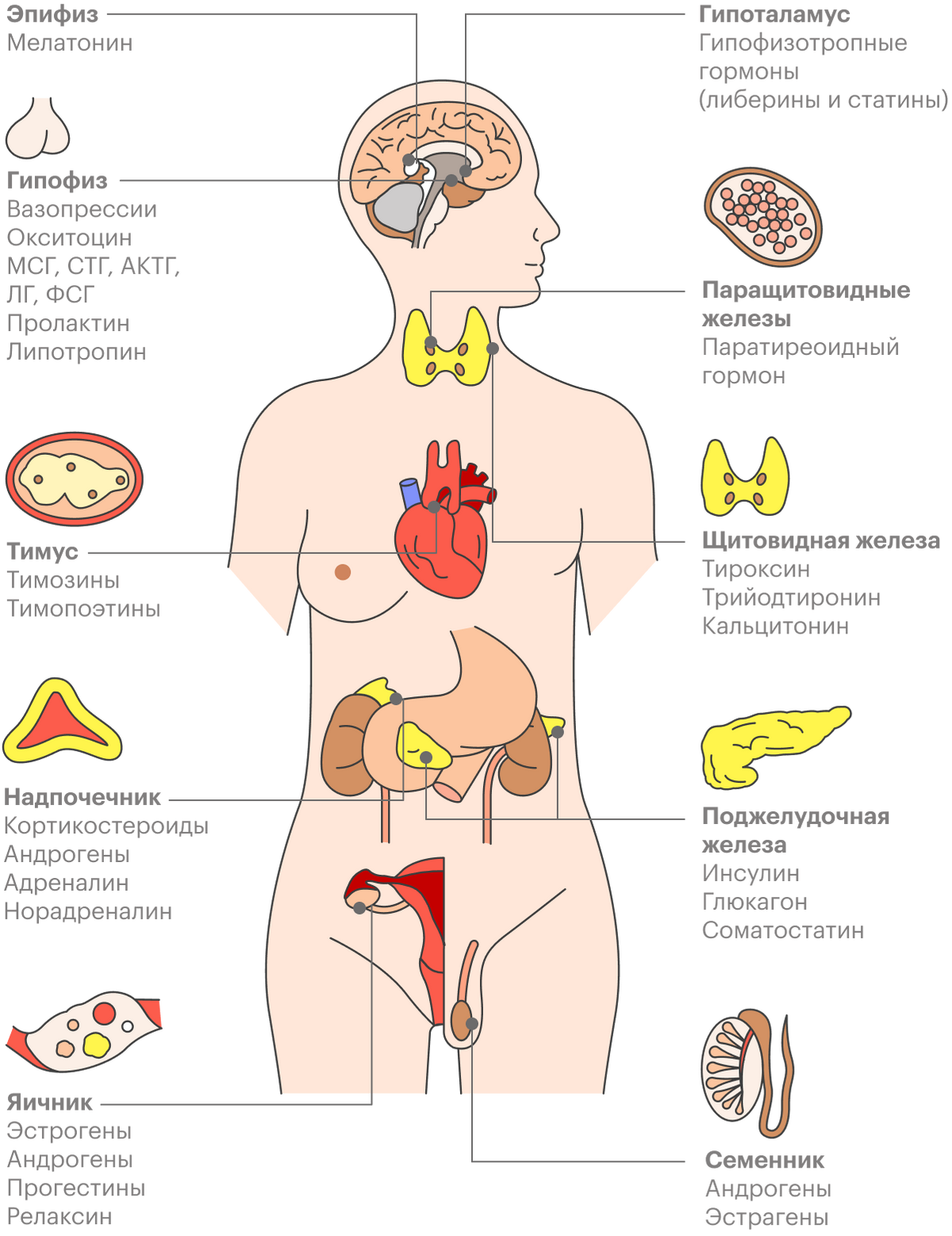 Эндокринная система человека состоит из разных желез, выделяющих разнообразные гормоны. У каждой железы внутренней секреции есть свои заболевания, связанные с избыточным или недостаточным синтезом того или иного гормона