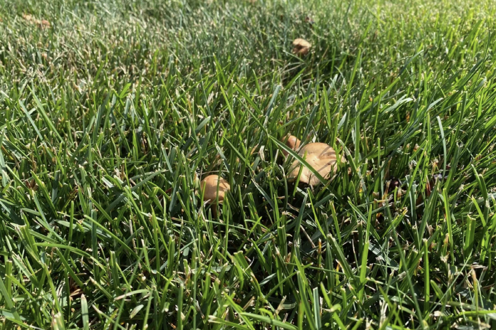 Так выглядит газон, пораженный грибами
