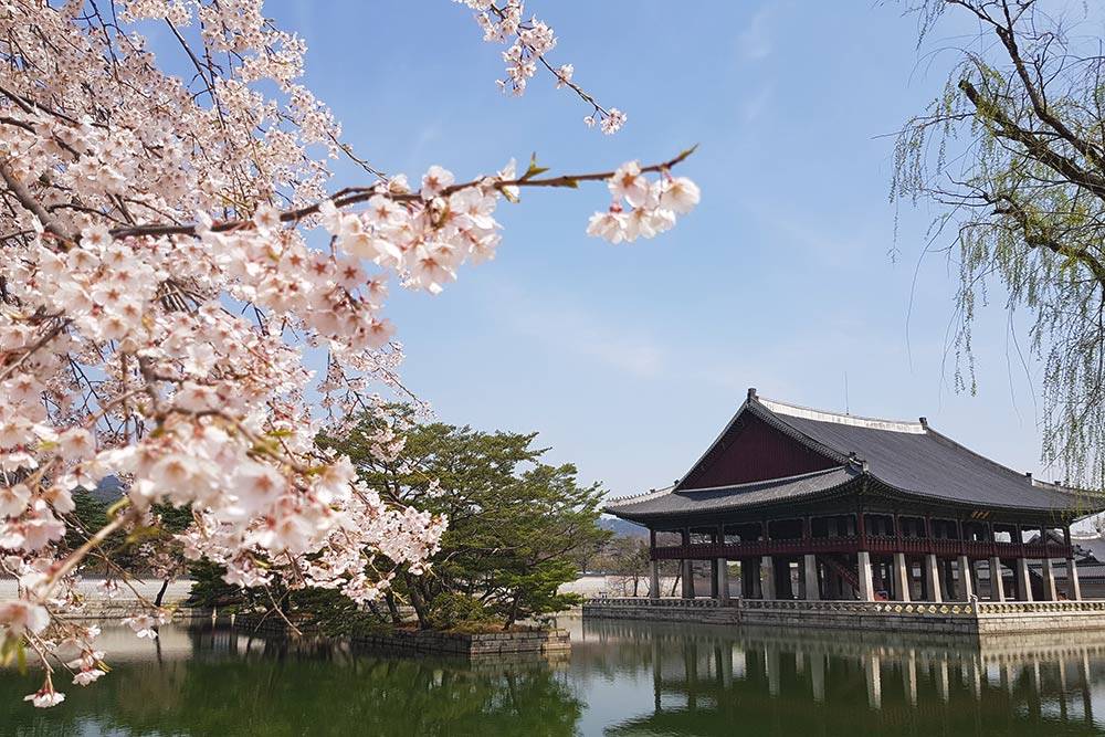 В Южной Корее мы посмотрели и цветение сакуры, и национальные парки, и мегаполисы