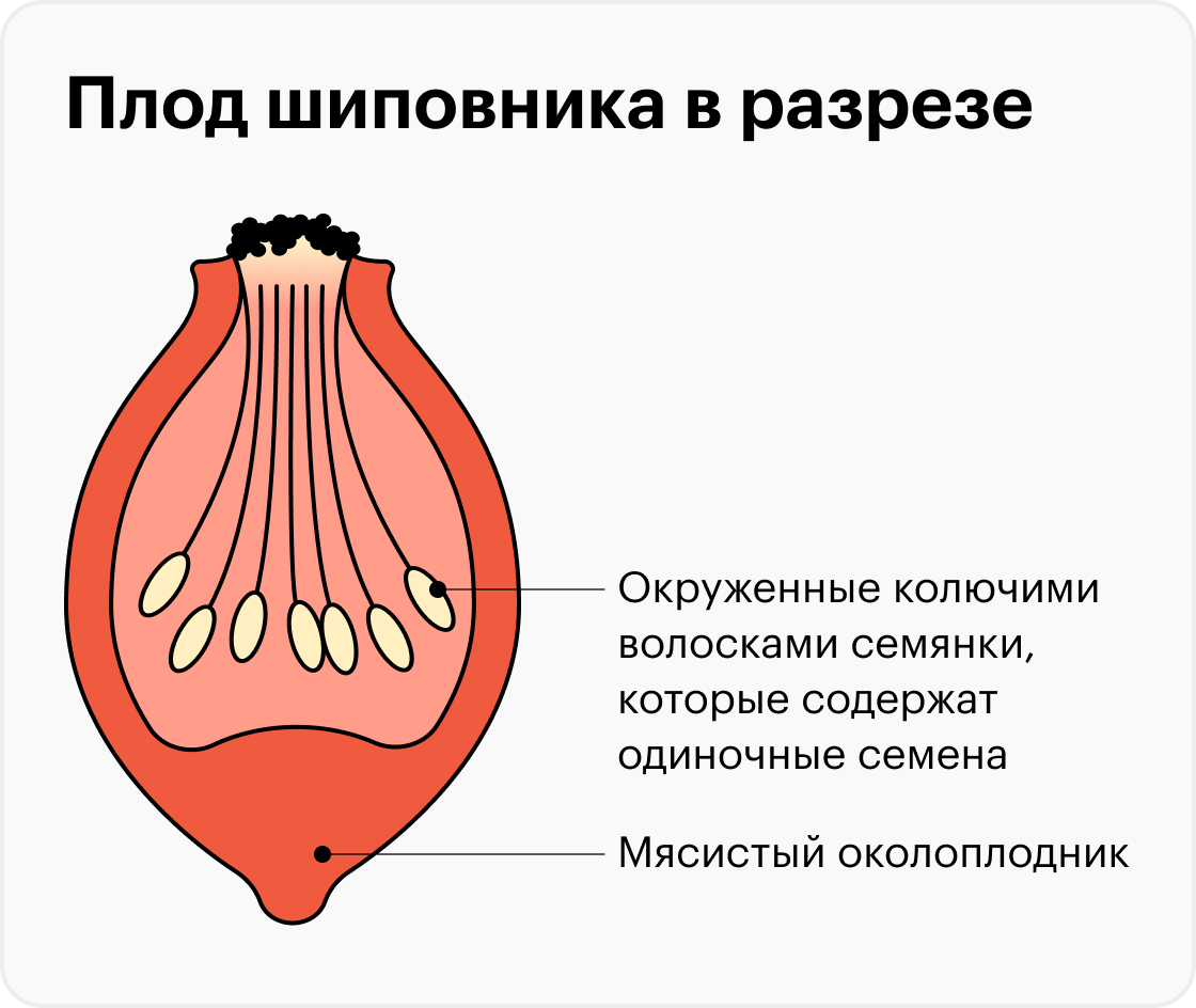 Шиповник: польза и вред отвара, как заваривать плоды в домашних условиях