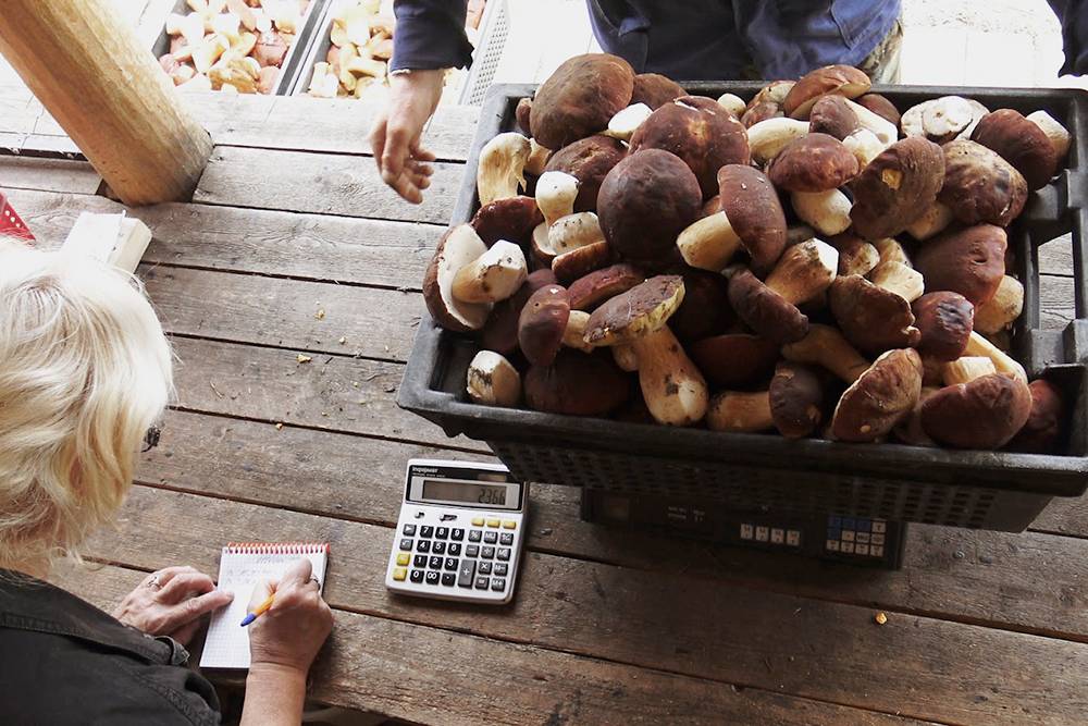 Боровики в пункте приема