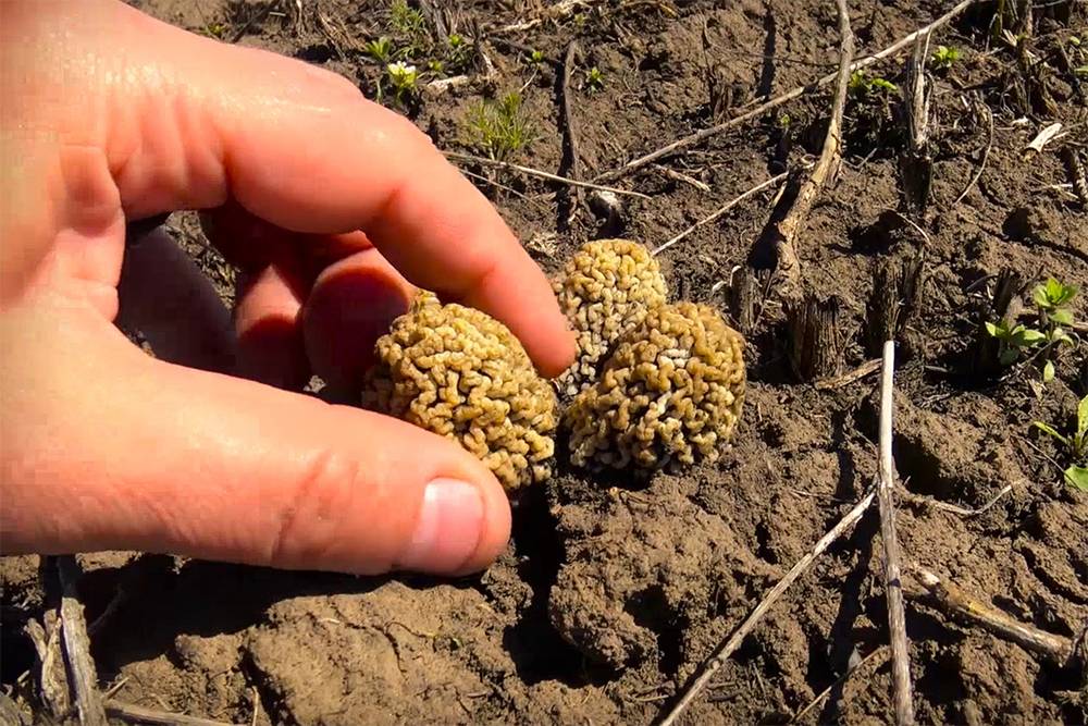 Неподготовленный человек не понимает, как этот сморщенный гриб может стоить 1000 <span class=ruble>Р</span> за килограмм, хотя, на мой взгляд, это очень дешево