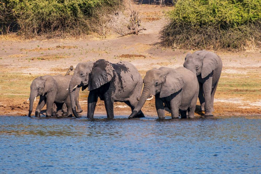Слоны на водопое в парке «Чобе». Фото: Emma Grimberg / Shutterstock
