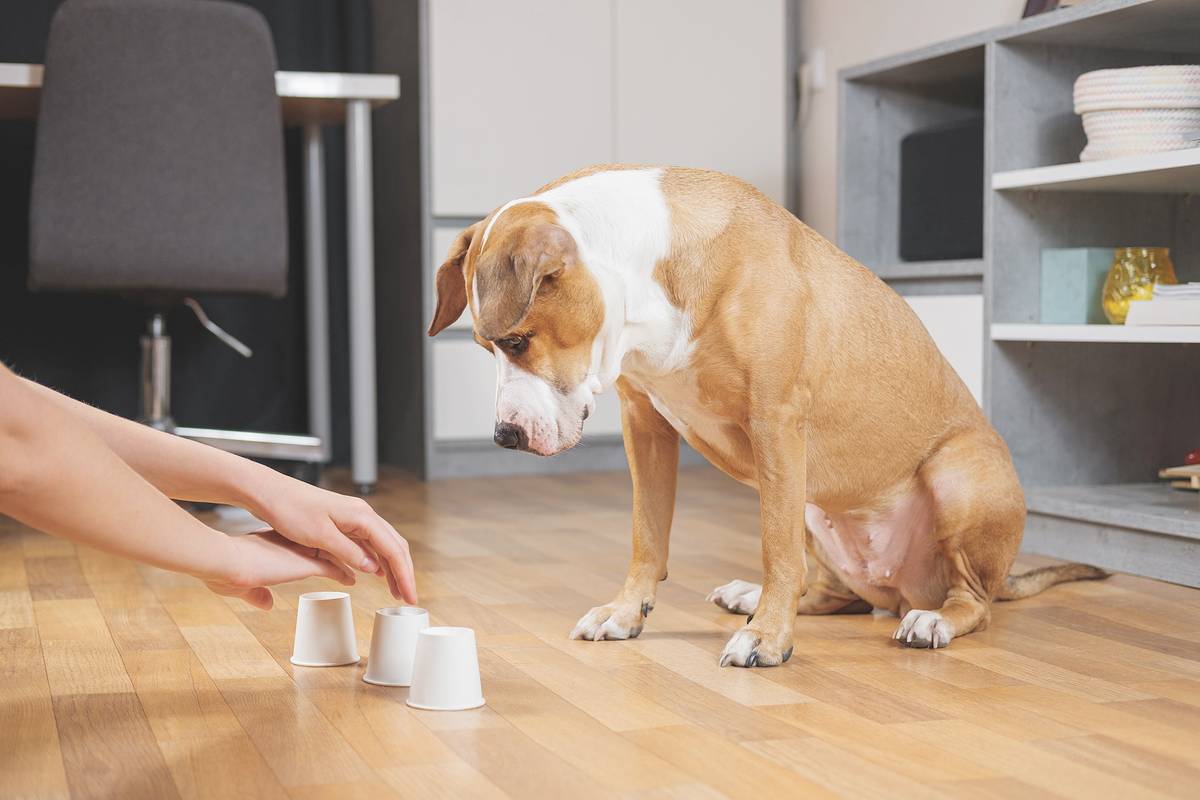 Тренировки «ноузворк» — обучение собак находить и обозначать определенный запах. Такие занятия дают ментальную нагрузку собаке и повышают ее уверенность в себе. Источник: Aleksey Boyko / Shutterstock