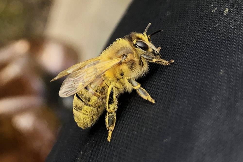 Весной, видимо от радости, некоторые пчелки полностью извозюкиваются в пыльце