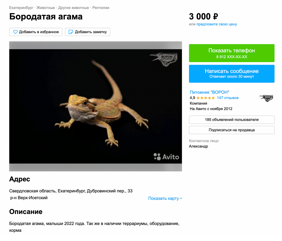Этот питомник в Екатеринбурге предлагает агам за 3000 <span class=ruble>Р</span>, а также оборудование и корма. Источник: avito.ru
