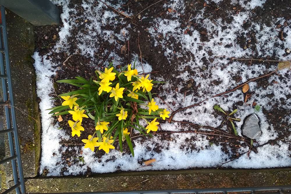 Нарциссы и вообще цветы в снегу — это нормальное явление для Кельна