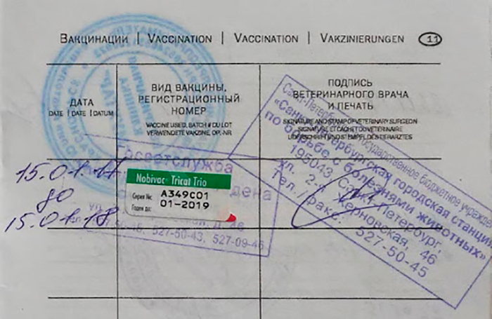 Новый паспорт можно купить в любой ветклинике, но если вы планируете, например, выезжать с собакой за границу, паспорт лучше не терять