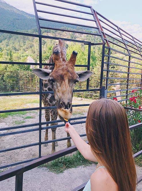 Покормили жирафа с рук