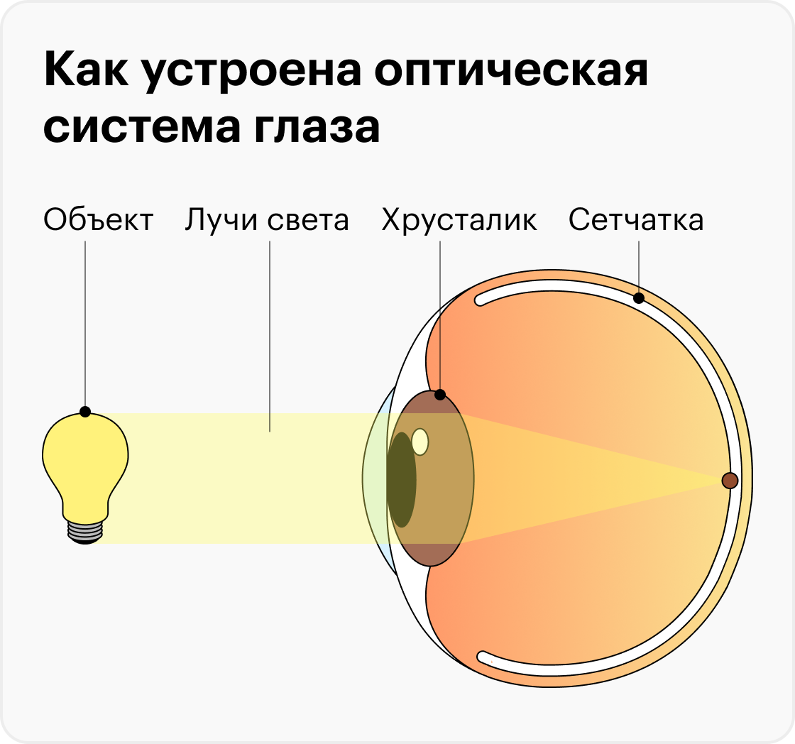 Вот так глаз считывает световую информацию, чтобы направить ее в головной мозг в виде нервных импульсов