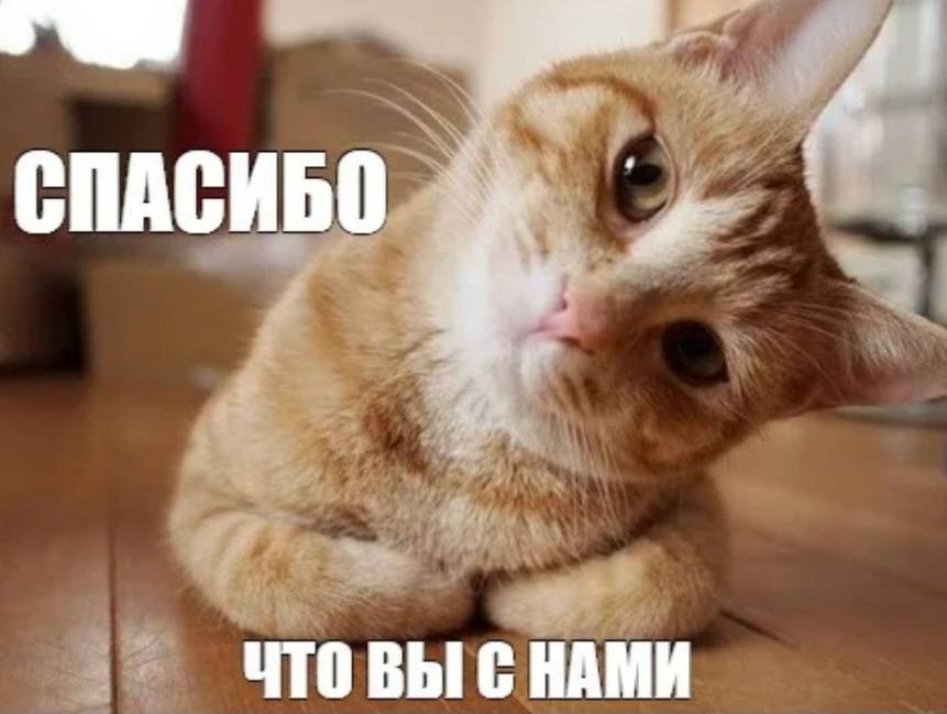 Звук мема спасибо. Котик благодарит. спасибо мем кот. мемы с котиками спасибо. кот благодарит мем.