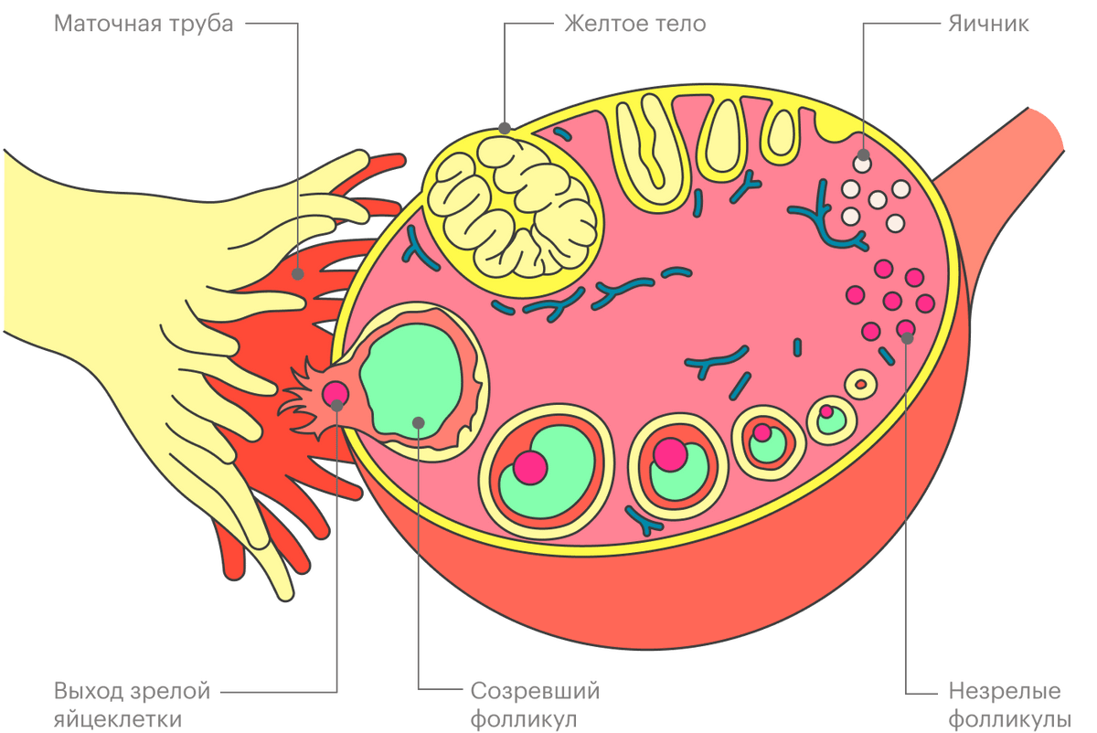 Из созревшего фолликула примерно в середине менструального цикла выходит яйцеклетка