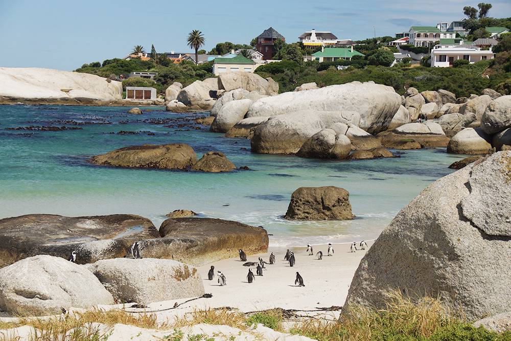 Пляж, облюбованный пингвинами. Это городок Саймонстаун, расположенный рядом с Кейптауном. Многих туристов влечет в ЮАР неповторимая природа и дикий животный мир