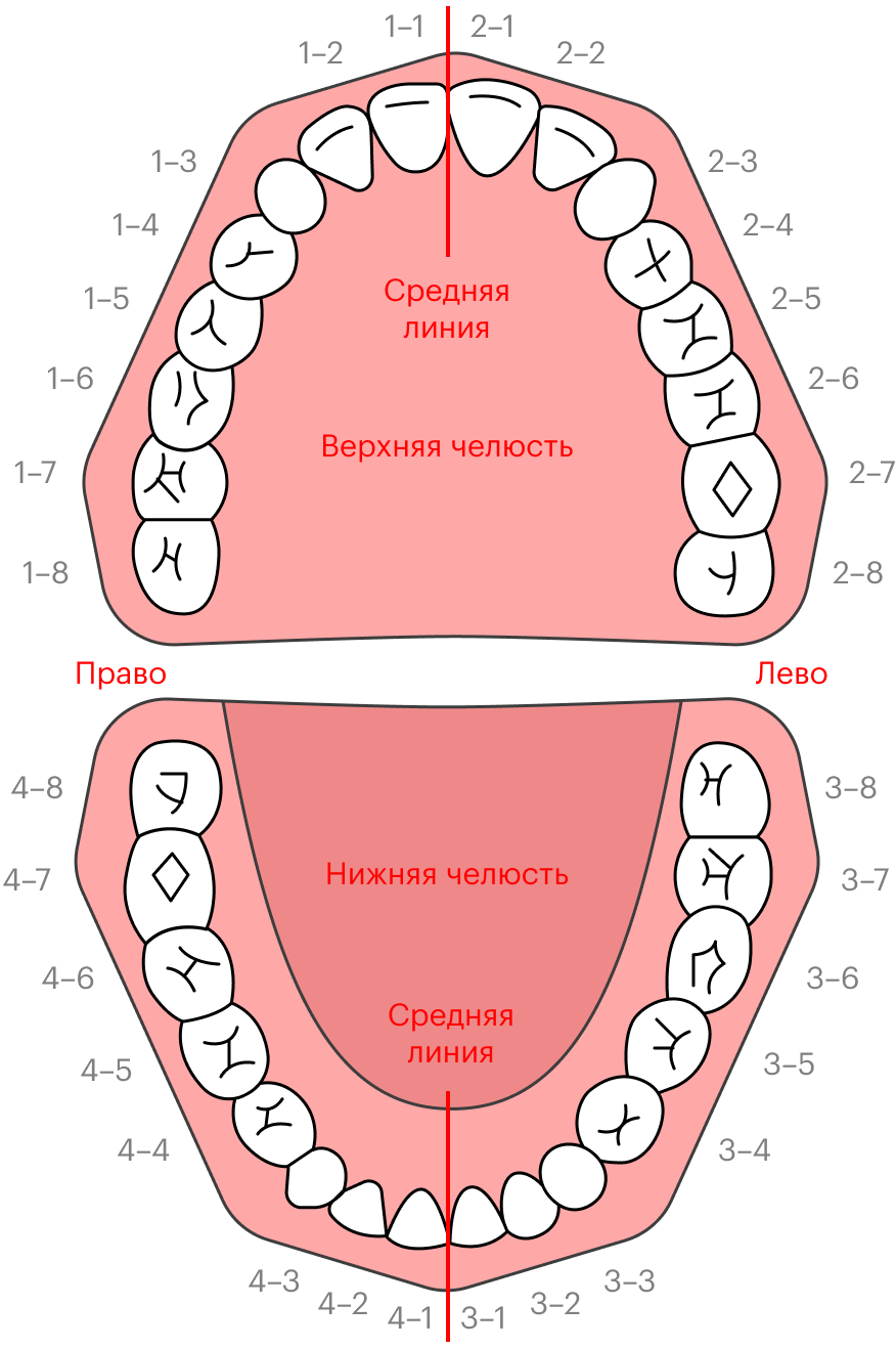 Зубы мудрости — это третьи моляры, то есть самые последние жевательные зубы. В стоматологии есть несколько систем нумерации зубов. По одной из них отсчет начинают со средней линии, тогда третьи моляры будут на восьмой позиции, поэтому их часто называют восьмерками