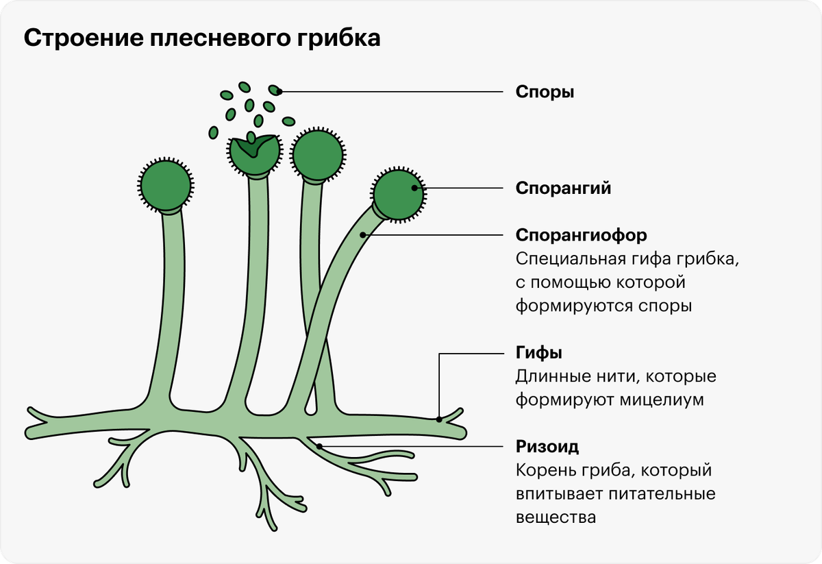 Что будет, если съесть плесень: зеленую или белую, на хлебе, сыре ...
